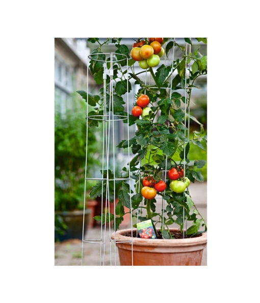 Bellissa Tomatenturm -Freien Garten Rabatt Geschäft 1227982 BildM 001 TomatenturmTomatenturm120CmHoch