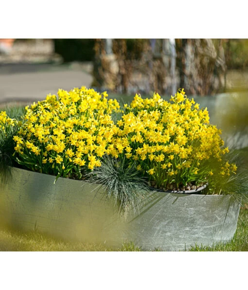 Narzissen 'Tête à Tête' In Seil-Korb, Ca. Ø26/H20 Cm -Freien Garten Rabatt Geschäft 20180403 WE MO 010 FruehlingSG