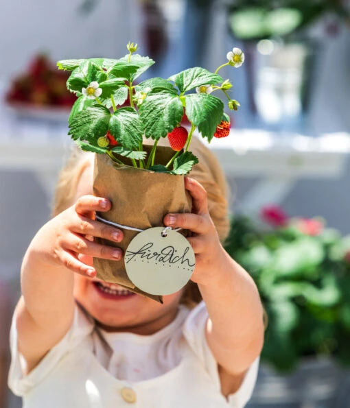 XXL Erdbeere 'Maxim' -Freien Garten Rabatt Geschäft 20210624 8840944 8842155 WE MO 001 ErdbeerAmpel BL19 2022 03 2