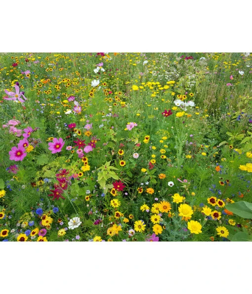 Dehner Natura Saatgut 'Schmetterlingsweide' -Freien Garten Rabatt Geschäft 4440475 WE MO 001 Blumenwiese