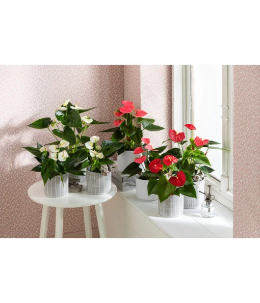 Große Flamingoblume - Anthurium Andreanum, Rosa -Freien Garten Rabatt Geschäft 4461026 4461067 4461075 WE MO 001 TopfPaula