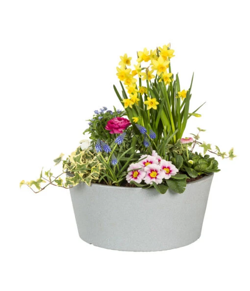 Scheurich Kunststoff-Topf C-Cone Bowl, Rund, Ca. Ø38,9/H17,5 Cm -Freien Garten Rabatt Geschäft 4497269 WE FS 002 ScheurichKunststoffTopfCConeBowlGrau