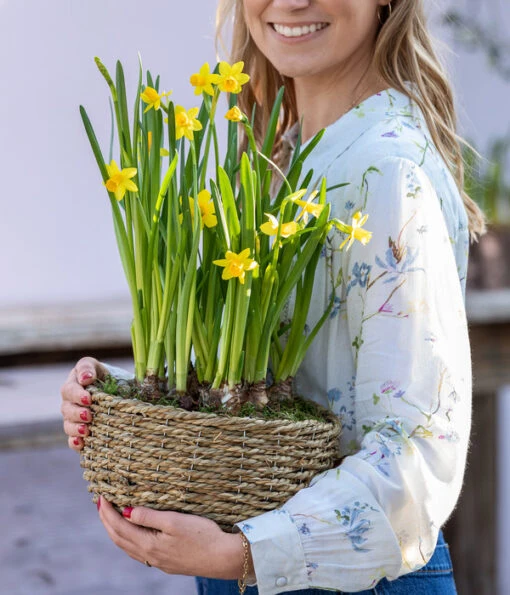 Narzissen 'Tête à Tête' In Seil-Korb, Ca. Ø26/H20 Cm -Freien Garten Rabatt Geschäft 6019137 WE MO 001 KorbNarzissen