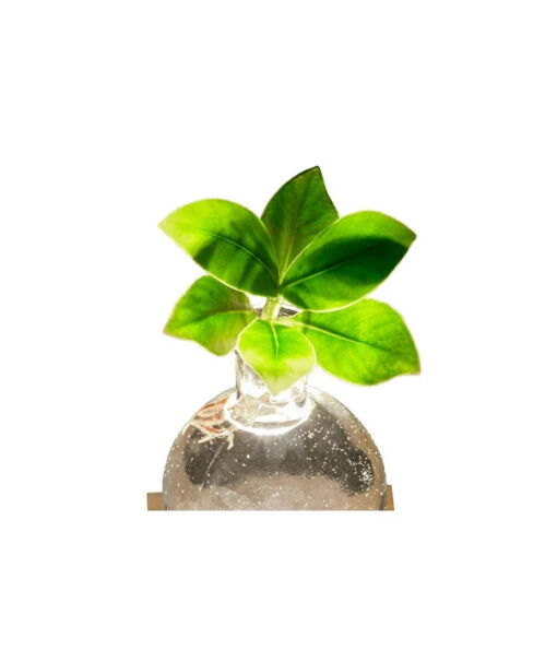 Waterplant Balsamapfel Im Kugelglas - Clusia Rosea 'Princess', Mit LED -Freien Garten Rabatt Geschäft 6125074 WE DE 001 WaterPlantlusia7cmmitLicht