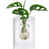 Waterplant Fensterblatt Im Glas - Monstera Adansonii, Ca. 30 Cm -Freien Garten Rabatt Geschäft 6188163 WE FS 001 WaterPlantGlasvaseMonstera