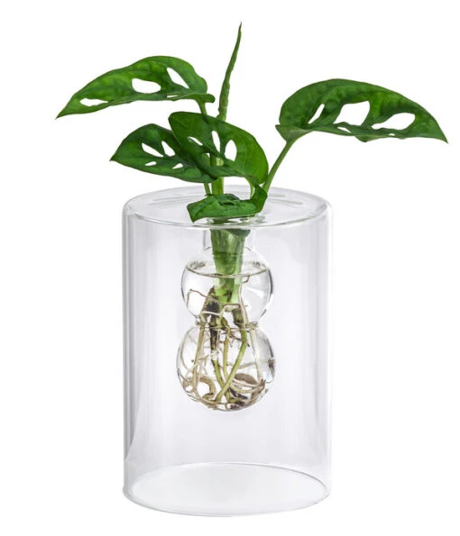 Waterplant Fensterblatt Im Glas - Monstera Adansonii, Ca. 30 Cm -Freien Garten Rabatt Geschäft 6188163 WE FS 001 WaterPlantGlasvaseMonstera