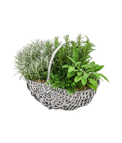 Bepflanzter Korb Mit Kräutern, 30 Cm -Freien Garten Rabatt Geschäft 6232771 PR FS 008 KraeuterkorbGrill30cm4Kraeuter