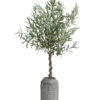 Olive, Stamm, In Keramik, Ca. Ø17/H90 Cm -Freien Garten Rabatt Geschäft 6267546 WE FS 001 OleaEurop Stamm90cmGrau