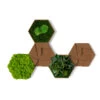 StyleGREEN Bilder-Set Aus Moos Und Kork, Hexagon, 5-teilig -Freien Garten Rabatt Geschäft 6429856 WE FS 001 HexagonSet5er