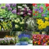 Dehner Blumenzwiebel 5 Monate Blütenpracht, 200 Stk. -Freien Garten Rabatt Geschäft 6617286 WE MO 001 DehnerBlumenzwiebel5MonateBlumenpaket