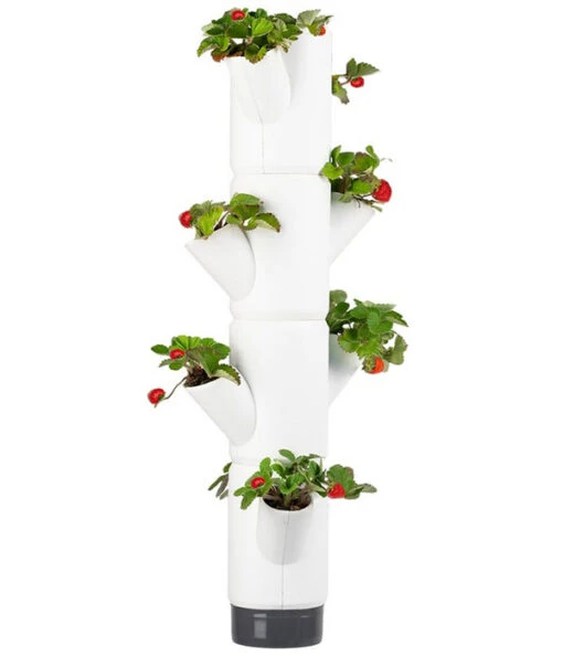 Gusta Garden Erdbeerbaum Sissi Strawberry Hanging, Ca. B27/H77/T27 Cm -Freien Garten Rabatt Geschäft 6627038 WE FS 001 SissiStrawberry