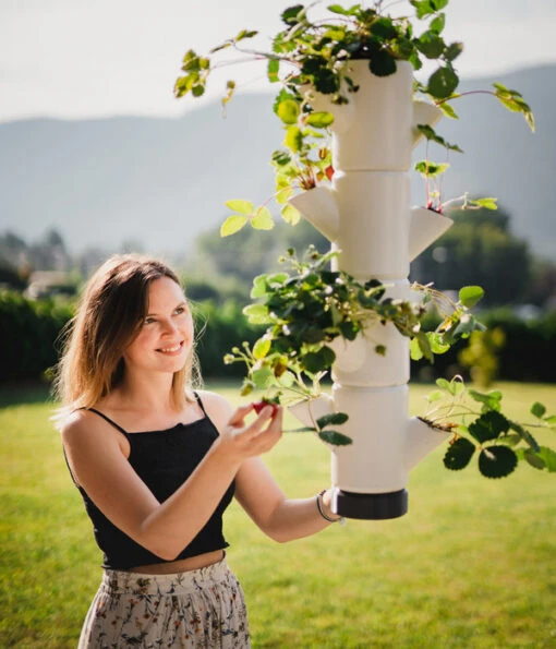 Gusta Garden Erdbeerbaum Sissi Strawberry Hanging, Ca. B27/H77/T27 Cm -Freien Garten Rabatt Geschäft 6627038 WE MO 001 SissiStrawberry