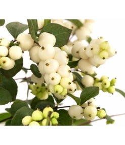 Blütenhecke 'White Hedge', 4er-Set -Freien Garten Rabatt Geschäft 7078074 WE DE 001 SymphoricarposSchneebeereWeiss