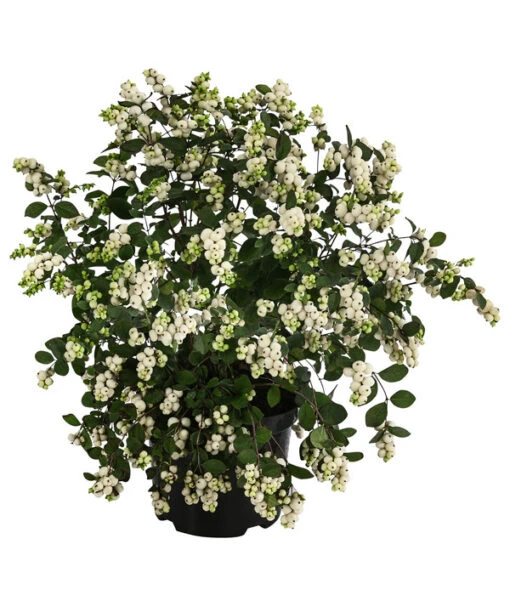 Blütenhecke 'White Hedge', 4er-Set -Freien Garten Rabatt Geschäft 7078074 WE FS 001 SymphoricarposSchneebeereWeissT19