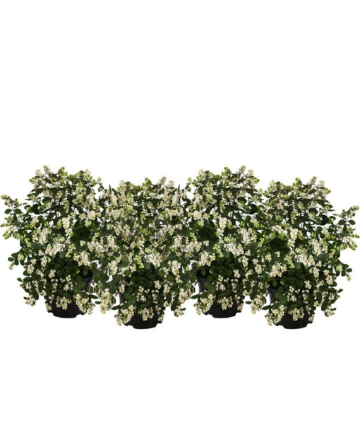 Blütenhecke 'White Hedge', 4er-Set -Freien Garten Rabatt Geschäft 7078074 WE FS 003 HeckensetWhiteHedge