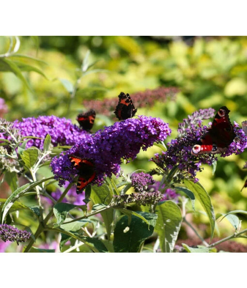 Sommerflieder 'Black Knight' -Freien Garten Rabatt Geschäft