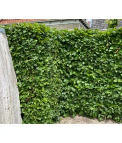 20 Meter Hainbuche, 100 X Ca. 125-150 Cm -Freien Garten Rabatt Geschäft 7089188 WE MO 002 HainbuchenCarpinusBetulus2l 1