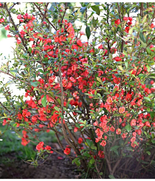 Zierquitte -Freien Garten Rabatt Geschäft