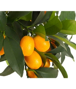 Kumquat -Freien Garten Rabatt Geschäft 7118797 WE DE 001 CitrusKumquatT18DehnerExpressHerzig