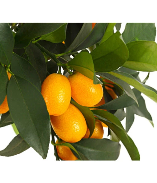 Kumquat -Freien Garten Rabatt Geschäft