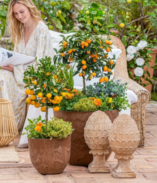 Dehner Gourmet Garten Goldsalbei -Freien Garten Rabatt Geschäft 7120934 WE MO 001 MediterranerFruehlingPalmenCitrus