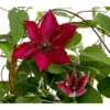 Waldrebe - Clematis, Rot, Rankhilfe -Freien Garten Rabatt Geschäft 7123953 WE DE 001 ClematisRotWaldrebe3LDehnerExpressHerzig