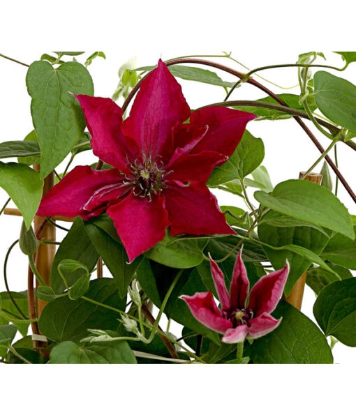 Waldrebe - Clematis, Rot, Rankhilfe -Freien Garten Rabatt Geschäft