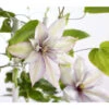 Waldrebe - Clematis, Spalier -Freien Garten Rabatt Geschäft 7125156 WE DE 001 ClematisGestreifteSortenSRWaldrebe2LDehnerExpressZS