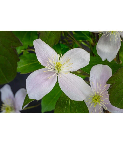 Anemonen-Waldrebe - Clematis -Freien Garten Rabatt Geschäft 7125636 WE DE 001 ClematisMontanaBergWaldrebe2L