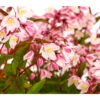 Rosa Maiblumenstrauch - Deutzie 'Yuki Cherry Blossom®' -Freien Garten Rabatt Geschäft 7166119 WE DE 001 DeutzYukiCherryBlossomDeutzia3LDehnerExpressHerzig