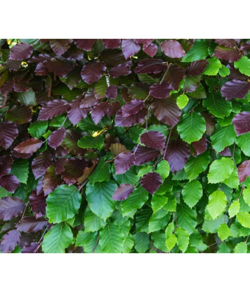 20 Meter Blutbuche ‘Purpurea‘, 100 X 100-125 Cm -Freien Garten Rabatt Geschäft 7185523 WE DE 001 FagusSylvaticaPurpureaRot