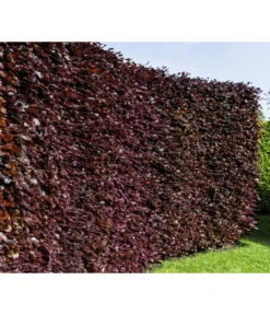 20 Meter Blutbuche ‘Purpurea‘, 100 X 100-125 Cm -Freien Garten Rabatt Geschäft 7185523 WE MO 001 FagusSylvaticaPurpureaLuckner