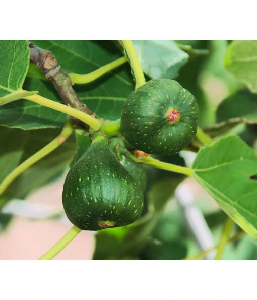 Feige 'Pfälzer Fruchtfeige' -Freien Garten Rabatt Geschäft 7186448 WE DE 002 PfaelzerFruchtfeige