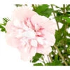 Hibiskus 'Pink Chiffon®' - Garten-Eibisch -Freien Garten Rabatt Geschäft 7215163 WE DE 001 HibiscusSyriacusPinkGiantRoseneibischHibiskus3LDehnerExpressHerzig