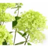 Rispen-Hortensie 'Magical Summer' -Freien Garten Rabatt Geschäft 7225535 WE DE 001 HortensieHydrangeaMagicalSummer5LDehnerExpressHerzig