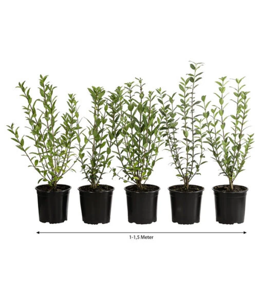 1-1,5 Meter Liguster, 5 X Ca. 30-35 Cm -Freien Garten Rabatt Geschäft 7266513 WE FS 002 LigustrumAtrovirens1Meter