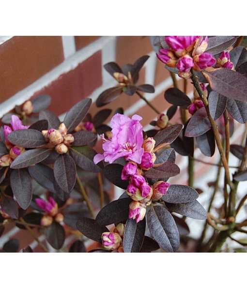 Rhododendron 'P. J. Mezitt' -Freien Garten Rabatt Geschäft 7426638 BildD 002 RhododendronPJMezittRhodPJMezitt