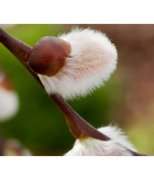 Kriech-Weide 'Iona', Stämmchen -Freien Garten Rabatt Geschäft