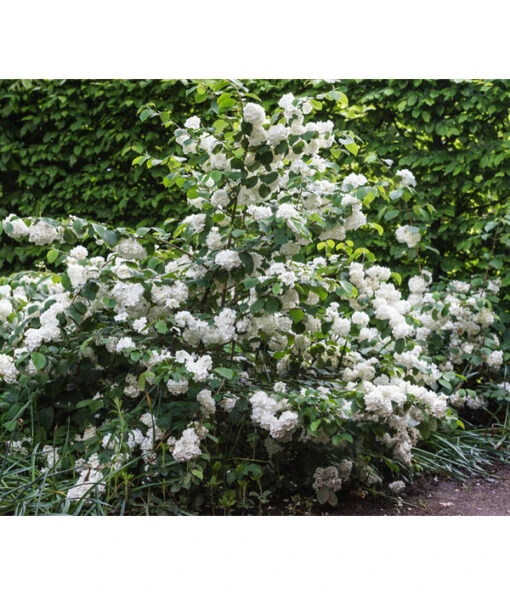 Japanischer Schneeball 'Grandiflorum' -Freien Garten Rabatt Geschäft 7537335 PR MO 001 ViburnumPlicatumGrandiflorumLucknerRet