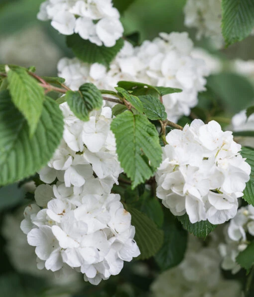 Japanischer Schneeball 'Grandiflorum' -Freien Garten Rabatt Geschäft 7537335 WE MO 001 ViburnumPlicatumGrandiflorum