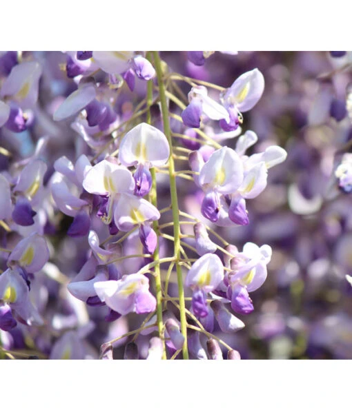 Dehner Blauregen 'Amethyst Falls'® -Freien Garten Rabatt Geschäft