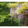 Dehner Blauregen 'Amethyst Falls'® -Freien Garten Rabatt Geschäft 7543903 PR DE WisteriaAmethystFallsPixabay