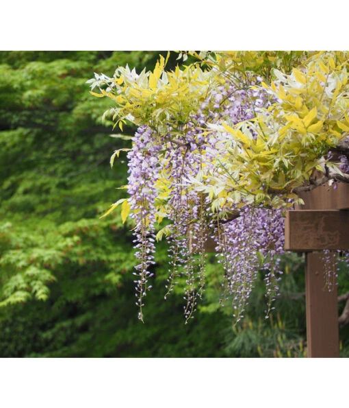 Dehner Blauregen 'Amethyst Falls'® -Freien Garten Rabatt Geschäft