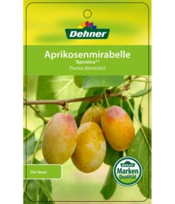 Dehner Aprikosenmirabelle 'Aprimira' -Freien Garten Rabatt Geschäft 7600851 AprikosenmirabelleAprimira Etikett 1