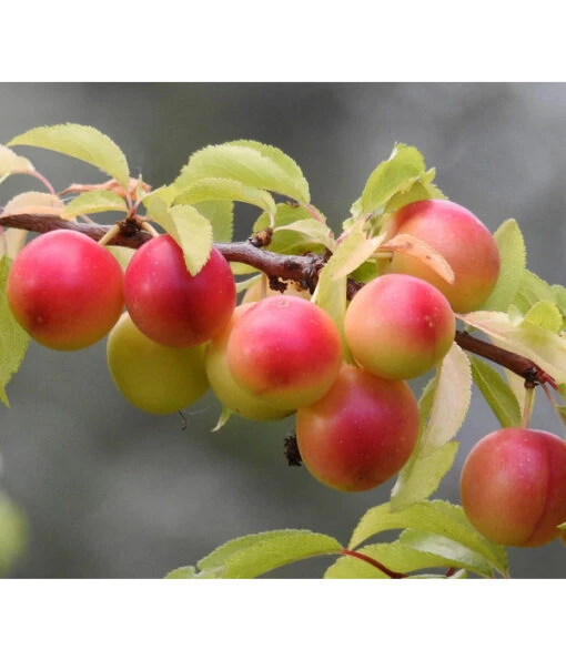 Dehner Aprikosenmirabelle 'Aprimira' -Freien Garten Rabatt Geschäft