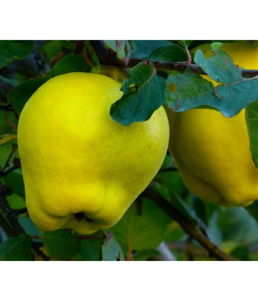 Birnenquitte -Freien Garten Rabatt Geschäft