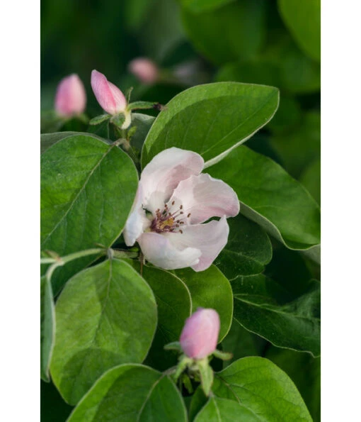 Birnenquitte -Freien Garten Rabatt Geschäft 7612286 WE DE 001 CydoniaOblongaQuitteLucknerMai2015