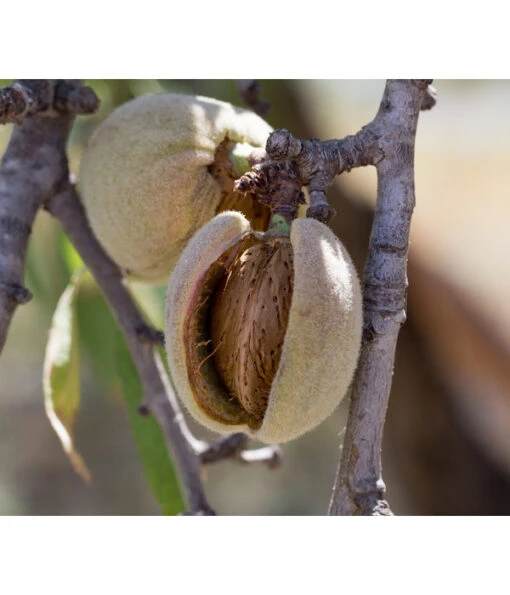 Bio Mandelbaum 'Robijn' -Freien Garten Rabatt Geschäft 7613029 WE DE 002 BioMandelbaumRobijn