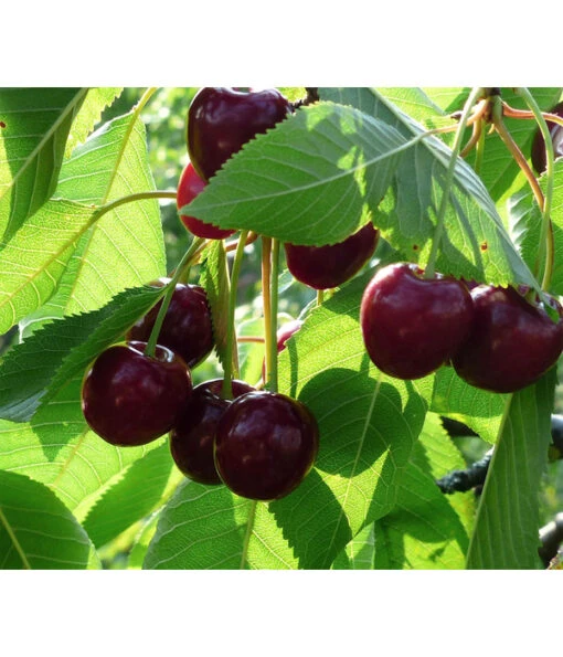 Bio Süßkirsche 'Stella' -Freien Garten Rabatt Geschäft 7613037 WE DE 001 BioSuesskirscheStella