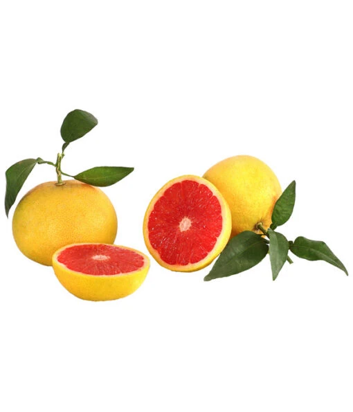 Rosafarbene Grapefruit -Freien Garten Rabatt Geschäft 7622673 WE DE 001 GrapefruitRosa Citrusparadisii